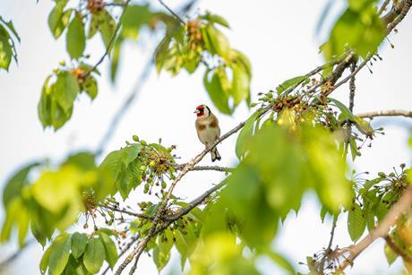 bird_on_tree